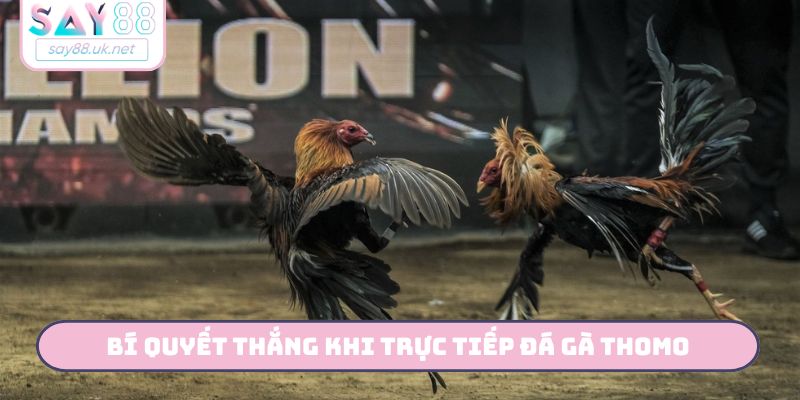 Bí quyết thắng khi trực tiếp đá gà Thomo
