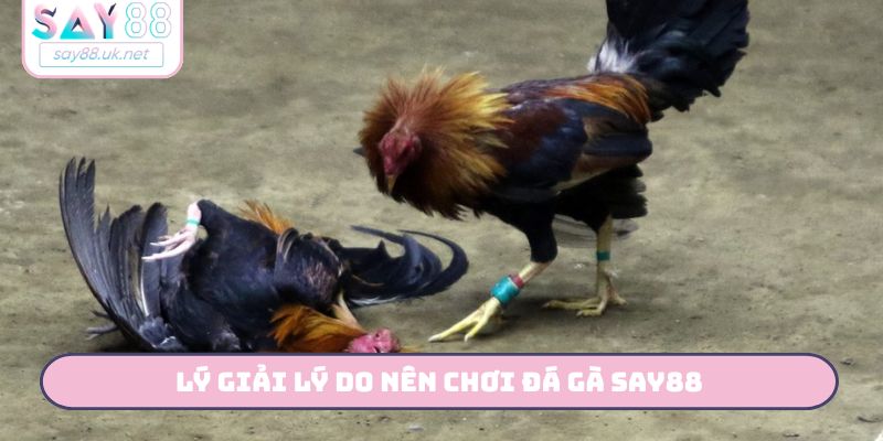 Lý giải lý do nên chơi đá gà SAY88