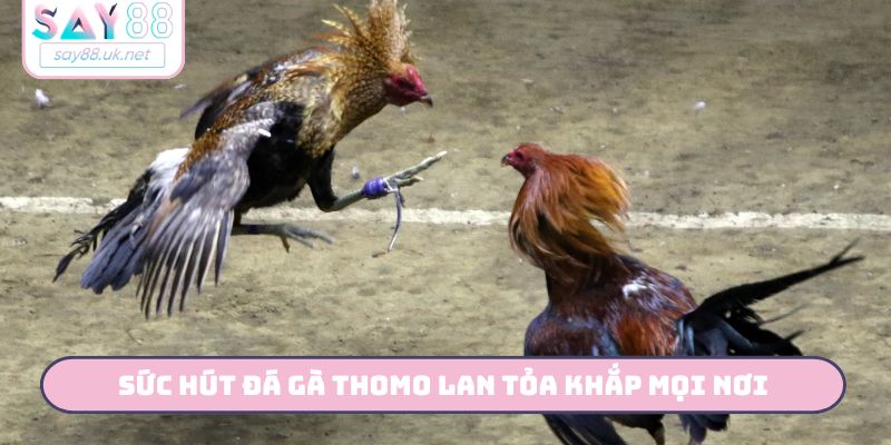 Sức hút đá gà Thomo lan tỏa khắp mọi nơi